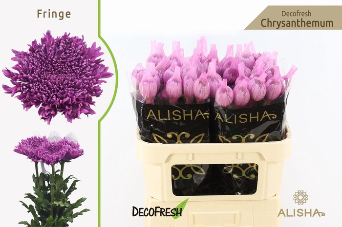 <h4>Chr G Fringe</h4>