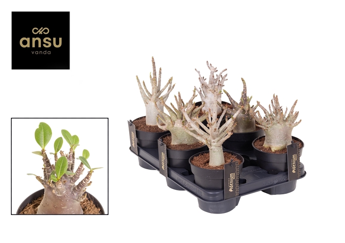 <h4>Adenium "Ansu" Baobab</h4>
