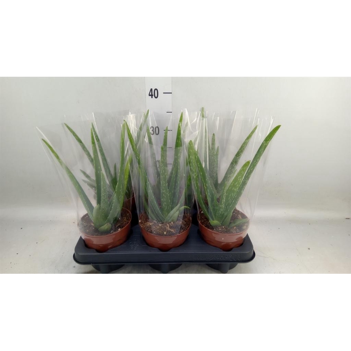 <h4>Aloe vera</h4>