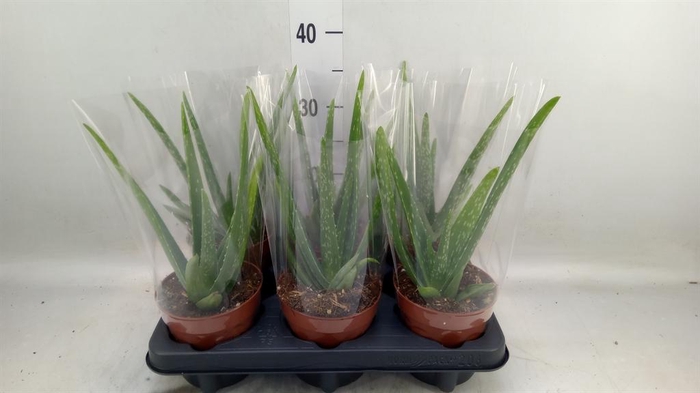 Aloe vera