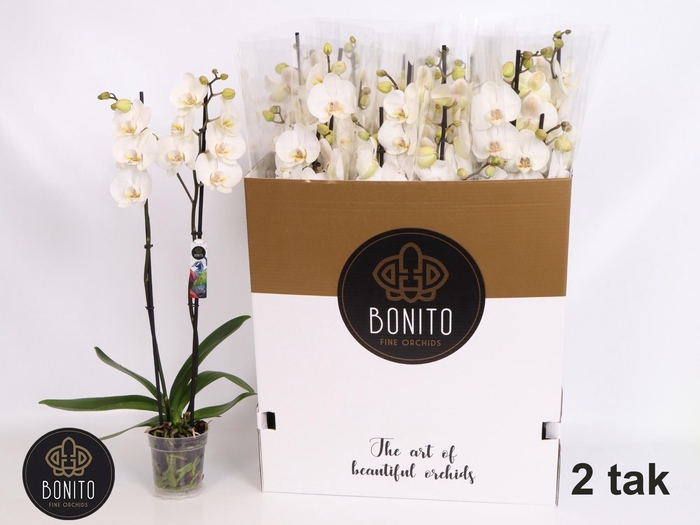 <h4>PHAL SILHOUETTE</h4>