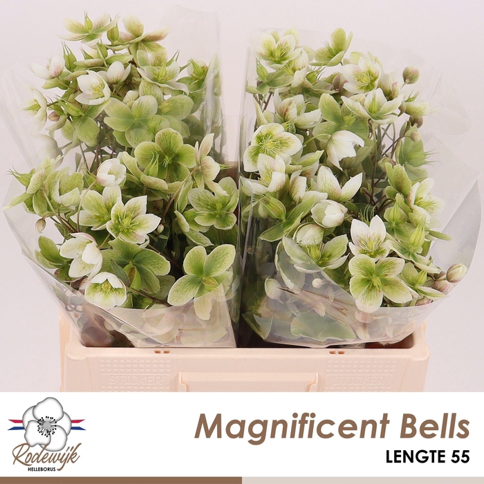<h4>HELL  MAGNIFIC BELLS</h4>