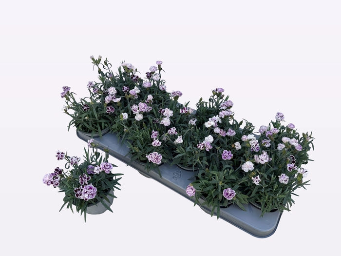 <h4>DIAN DIANTICA GEM</h4>