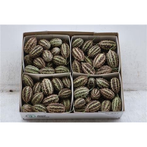 CUCUMIS HIRSUTUS