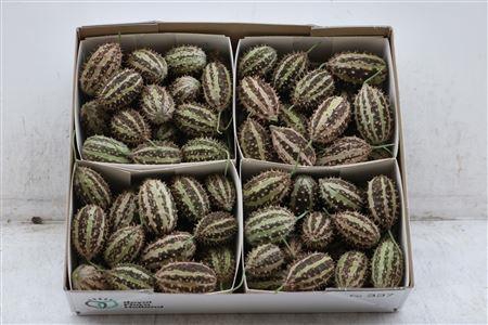 <h4>CUCUMIS HIRSUTUS</h4>