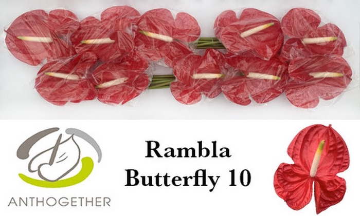 <h4>Anth A Rambla Butterfly 15 cm X10 Bouman</h4>