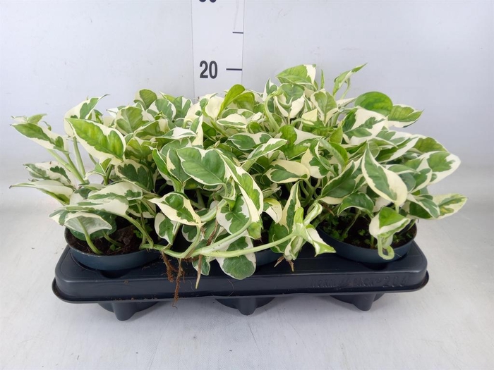 <h4>Epipremnum pinn. 'NJoy'</h4>