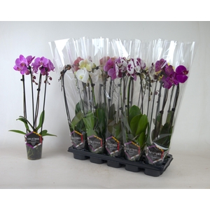PHAL EL CASCADE