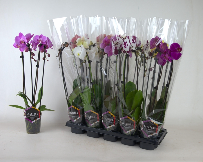 <h4>PHAL EL CASCADE</h4>