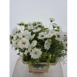 COSMOS BIPINNATUS