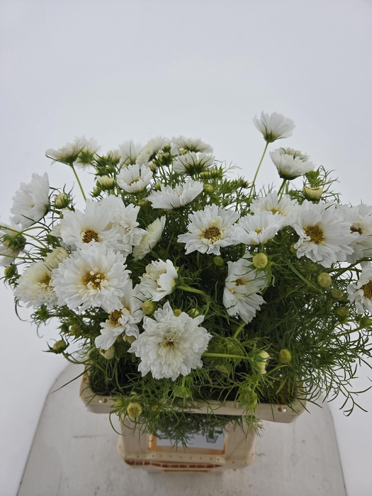 <h4>COSMOS BIPINNATUS</h4>