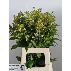 LYSIM VULGARIS