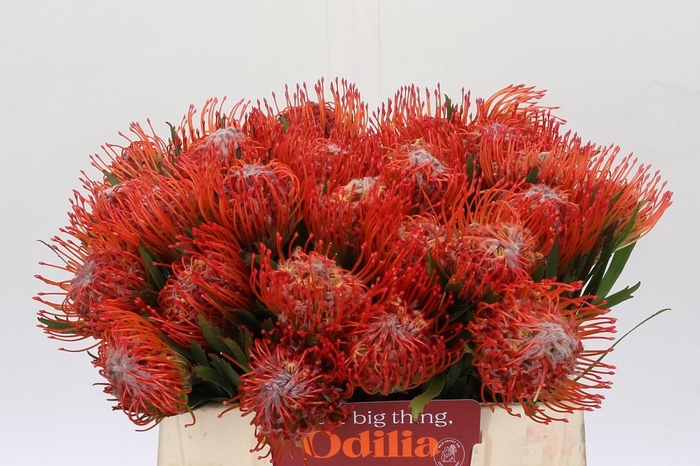 <h4>LEUCO CO TANGO</h4>