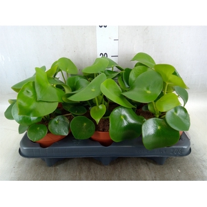 Peperomia polybotrya 'Raindrop'