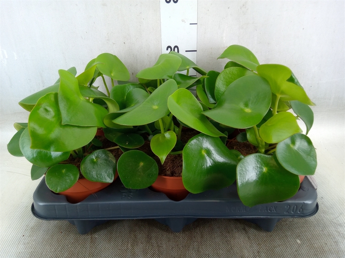 <h4>Peperomia polybotrya 'Raindrop'</h4>