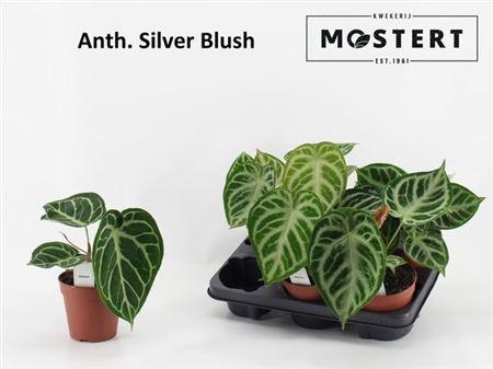 Anthu Silver Blush
