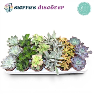 SUCC OV