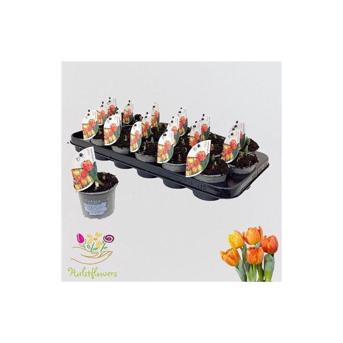 <h4>** Tul Du Flaming Baby * Winterpromo *</h4>