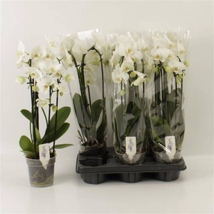 PHAL EL CASCADE