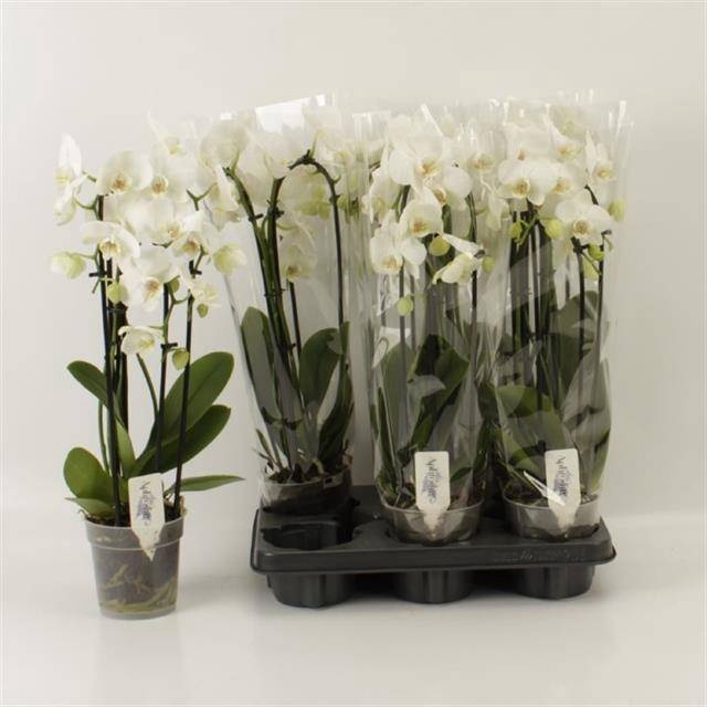 <h4>PHAL EL CASCADE</h4>