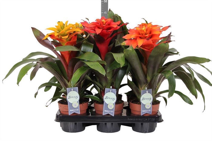 <h4>Guzmania   ...mix 3</h4>