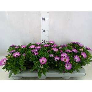 Osteospermum  'FlowPow Light Pink'