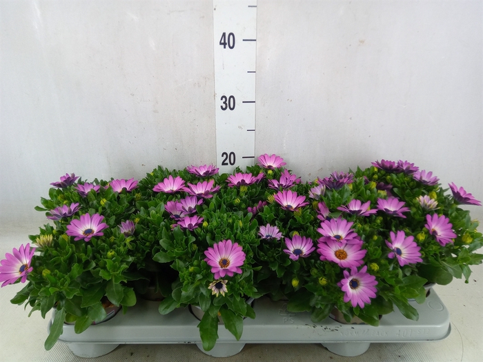 <h4>Osteospermum  'FlowPow Light Pink'</h4>