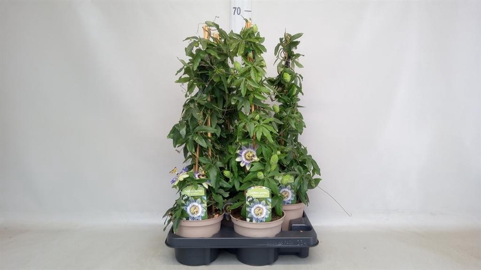 <h4>Passiflora caerul.</h4>