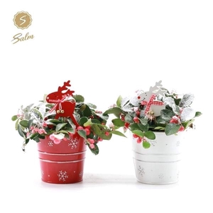 Gaultheria pr. 'Big Berry'® P10 in Zinc X-mas Duo + Reindeer + Snow