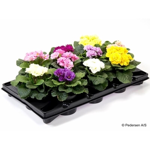 PRIMULA VULGARIS-HYBRID