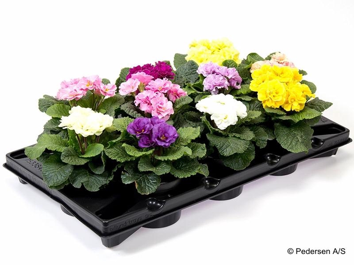 <h4>PRIMULA VULGARIS-HYBRID</h4>