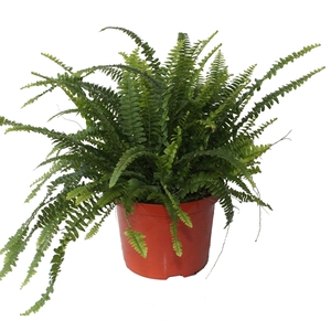 Nephrolepis Green Lady