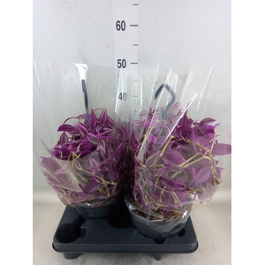 Tradescantia zebr. 'Pink Paradise'