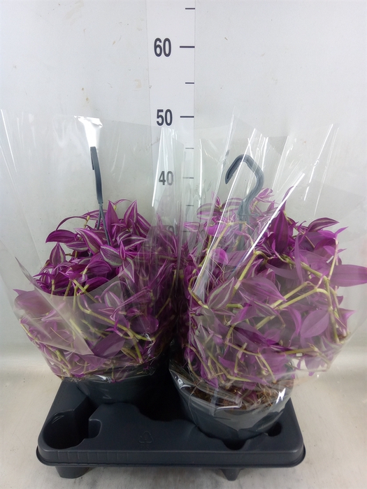 <h4>Tradescantia zebr. 'Pink Paradise'</h4>