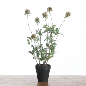 AF Scabiosa x8 pot H58cm Green