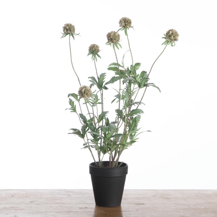 <h4>AF Scabiosa x8 pot H58cm Green</h4>