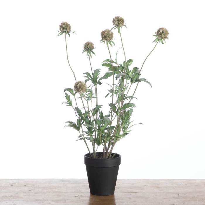 <h4>AF Scabiosa x8 pot H58cm Green</h4>