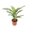 Aglaonema B.J. Freedman