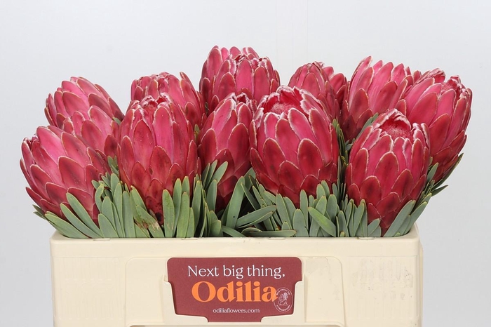 <h4>Protea Venus</h4>
