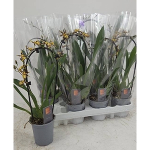 ONCIDIUM OV