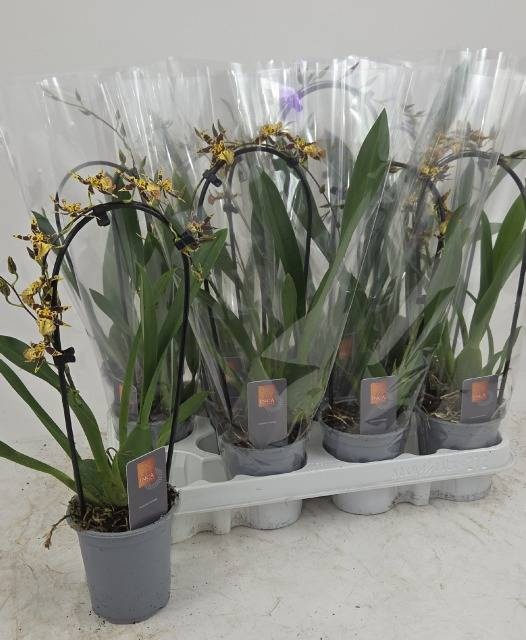 <h4>ONCIDIUM OV</h4>