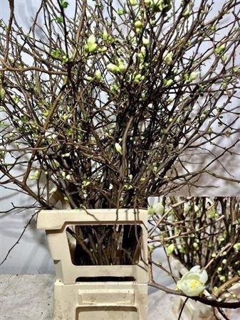 <h4>Chaenomeles Alba White</h4>