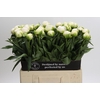 Paeonia Madame Claude Tain