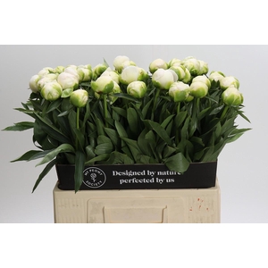 Paeonia Madame Claude Tain