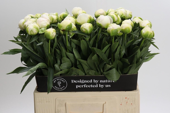 <h4>Paeonia Madame Claude Tain</h4>