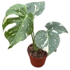 Monstera deliciosa 'Thai Constellation'