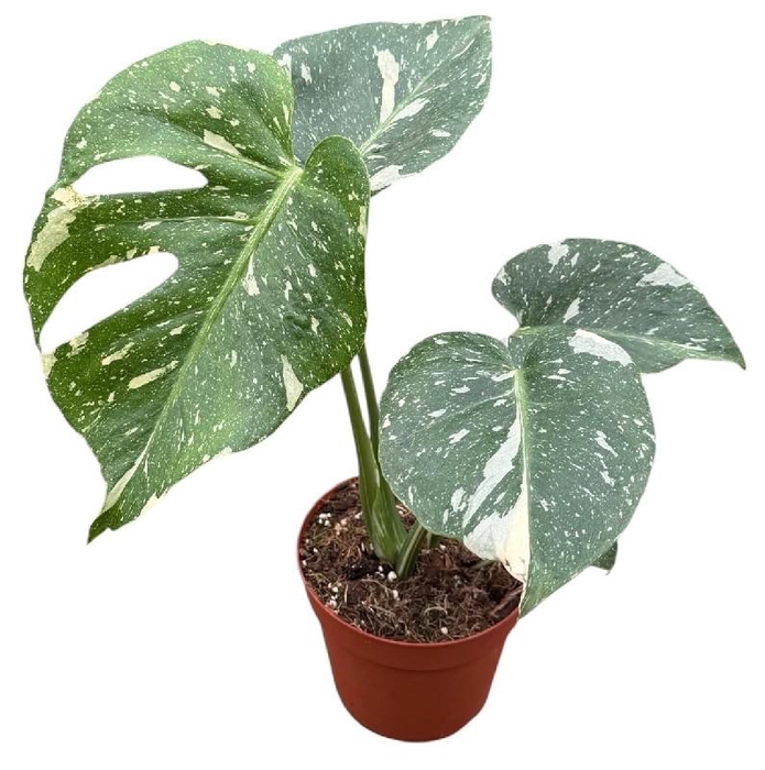 <h4>Monstera deliciosa 'Thai Constellation'</h4>