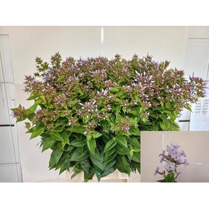 Phlox Miss Lolita