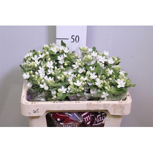 Oxy Co Perf Whi Harm