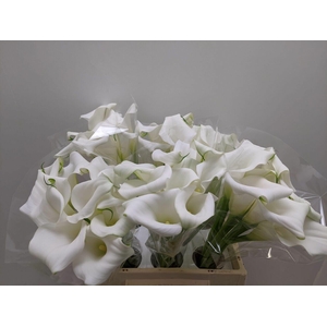 Calla Mirage